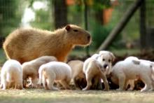 Капибара стала приемной матерью целого помета щенков