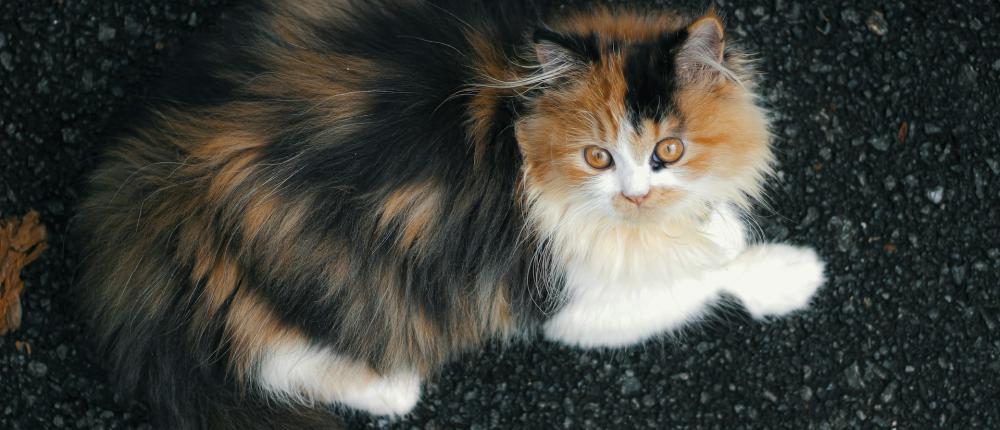Трехцветные кошки: приметы, фото, разновидности 