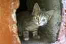 Новое приложение поможет москвичам найти пропавших кошек