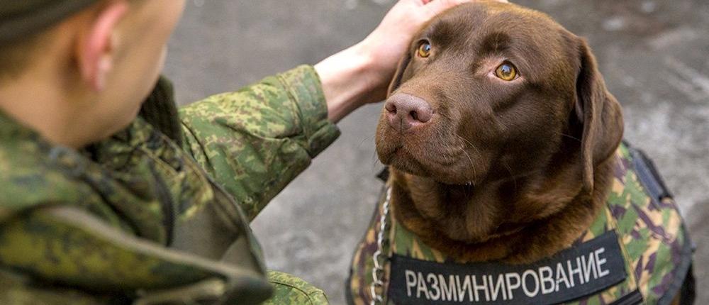 У служебных собак появятся бронежилеты