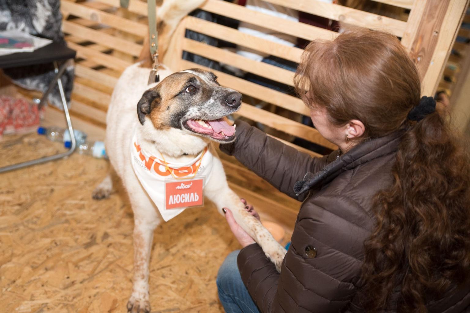 109 животных нашли свой дом на московском фестивале WOOF | Pet4Me.ru