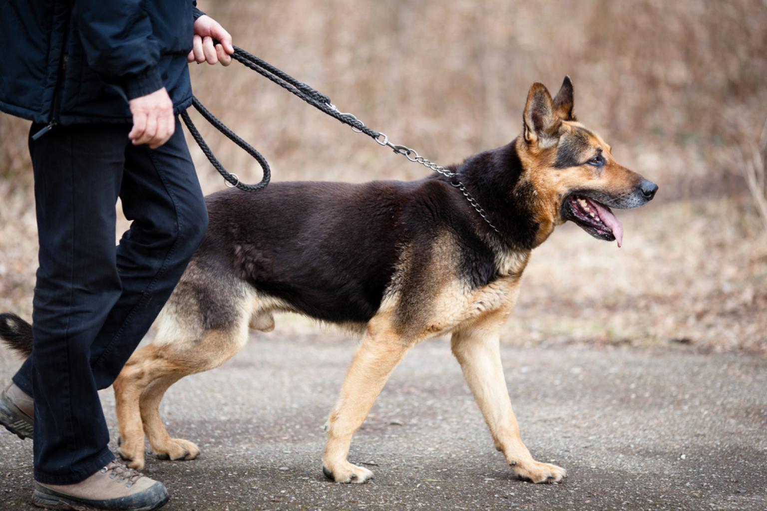 Прогулка с собакой: что важно знать | Pet4Me.ru