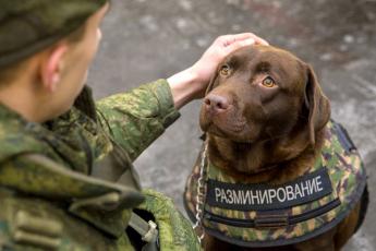 У служебных собак появятся бронежилеты